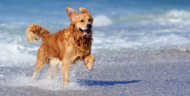 Spiagge libere per cani, Falconara raddoppia: ecco dove sono le aree attrezzate