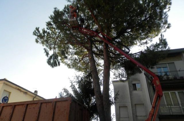 I lavori di abbattimento degli alberi in via Rampolla a Loreto