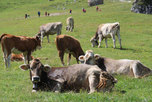 Bolognola, sbranati due vitelli in due giorni. Il proprietario: «Viene voglia di smettere»