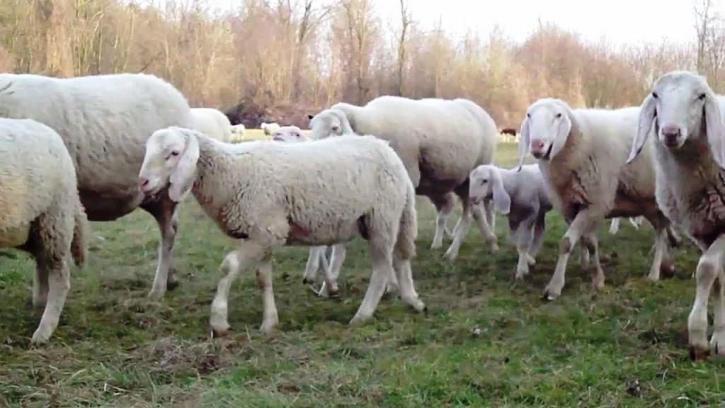 Pecore sbranate nella campagna di Maiolati Spontini (foto di repertorio)