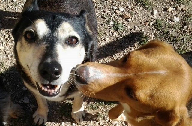Osimo, stracciato il biglietto posto a monito dopo l’avvelenamento di due cani allo sgambatoio