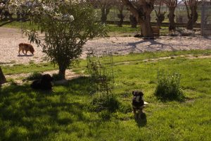 Alcuni cani del rifugio di Falconara Marittima