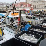 pesca record a Senigallia di cefali o baldigare