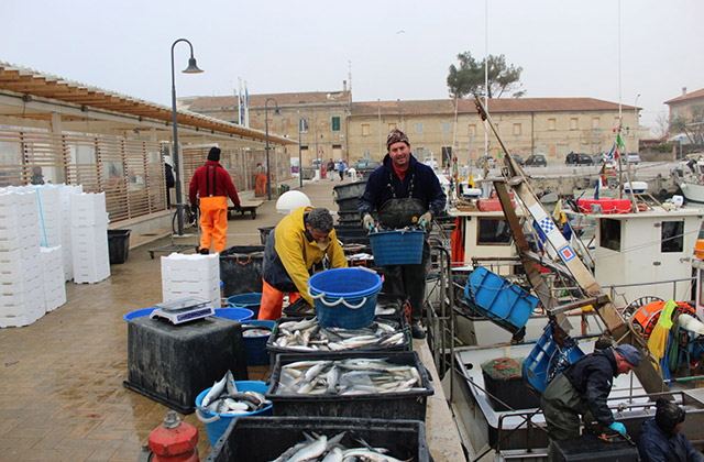 pesca record a Senigallia di cefali o baldigare