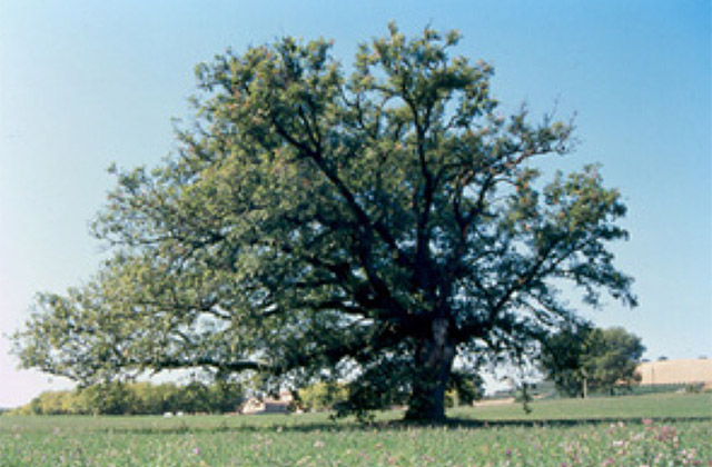 Alberi monumentali: la "Cerquagrossa" a Serra de' Conti