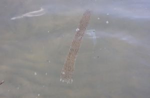 retini in plastica abbandonati in mare davanti la costa di Senigallia