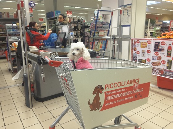 Cagnolino nel carrello apposito per spesa al supermercato