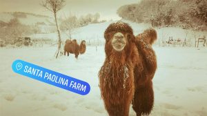 La situazione neve a "Santa Paolina farm" di Osimo in una simpatica foto scattata dai gestori