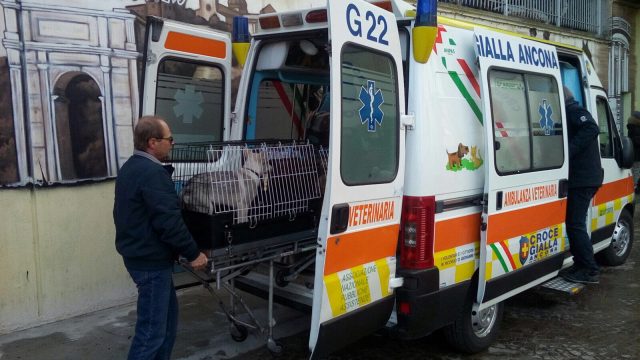 L'ambulanza veterinaria