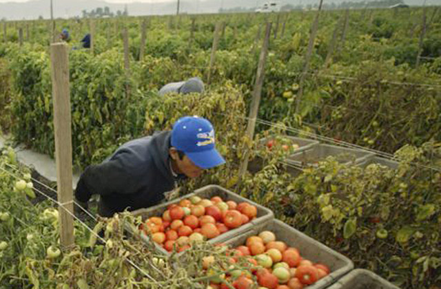 Il caporalato nell'agricoltura: braccianti stranieri come schiavi