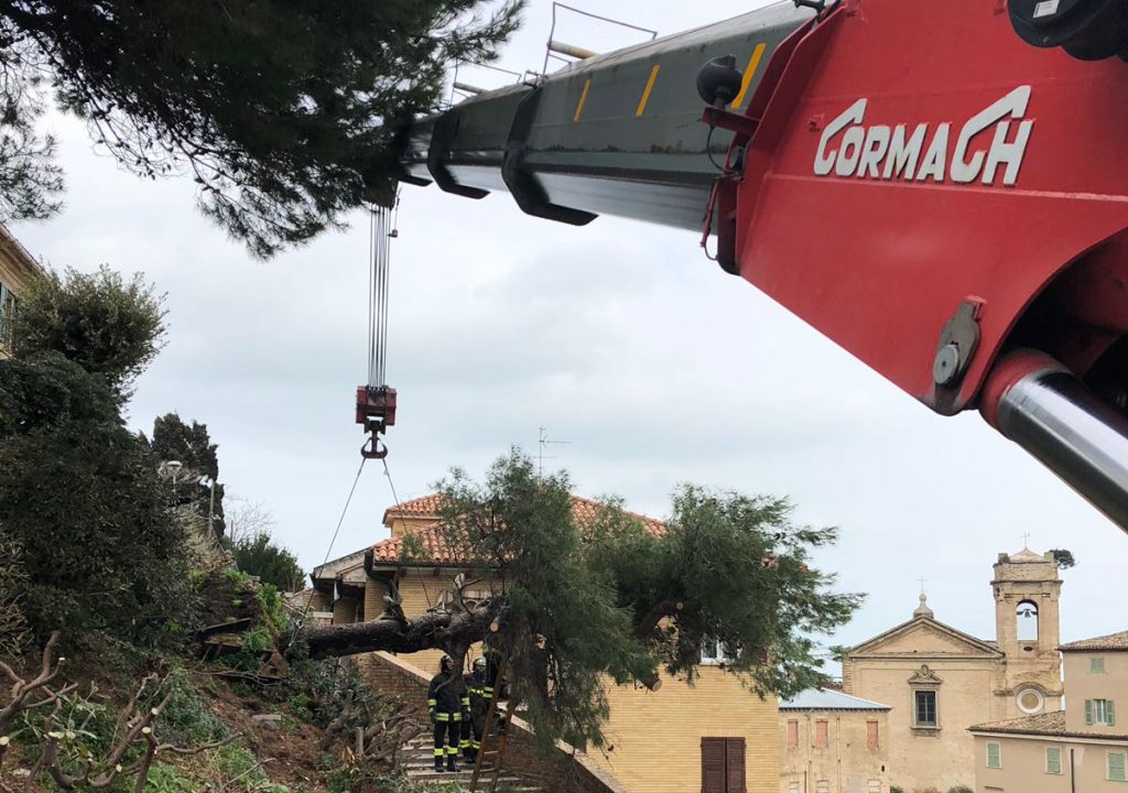 Un pino caduto sotto al Duomo di Ancona