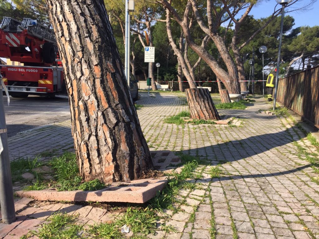 Il pino a rischio caduta a Borgo Rodi