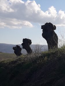 coste staffolo alberi