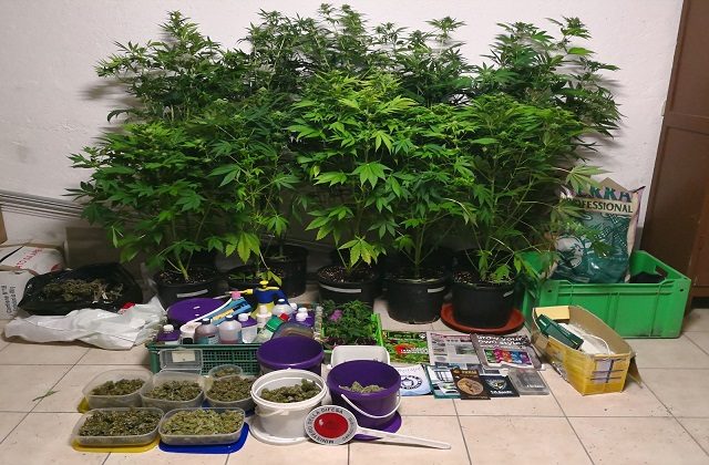 Le piantine di marijuana Le piantine di marijuana sequestrate