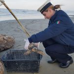 Le tartarughe marine Caretta Caretta recuperate a Senigallia dalla Guardia Costiera