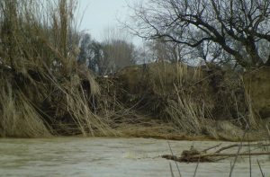 L'argine del fiume Misa in località Molino Marazzana, a Senigallia