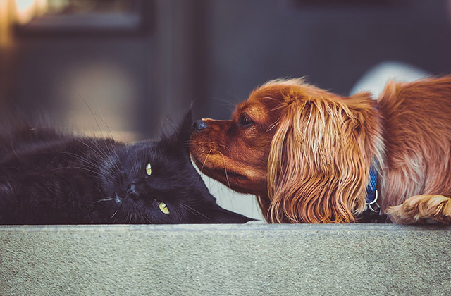 Gatti e cani: animali domestici o d'affezione