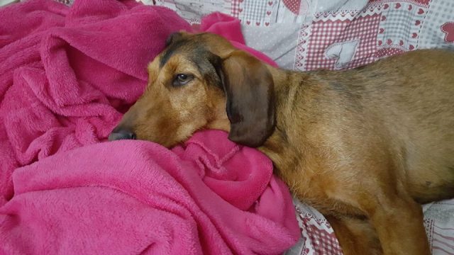 Emy, uno dei cani adottati durante la nevicata