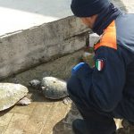 Le tartarughe marine Caretta Caretta recuperate a Senigallia dalla Guardia Costiera