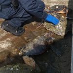 Le tartarughe marine Caretta Caretta recuperate a Senigallia dalla Guardia Costiera