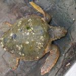 Le tartarughe marine Caretta Caretta recuperate a Senigallia dalla Guardia Costiera