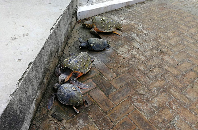 Sette tartarughe Caretta Caretta rinvenute sulla spiaggia di Senigallia: cinque erano ancora vive