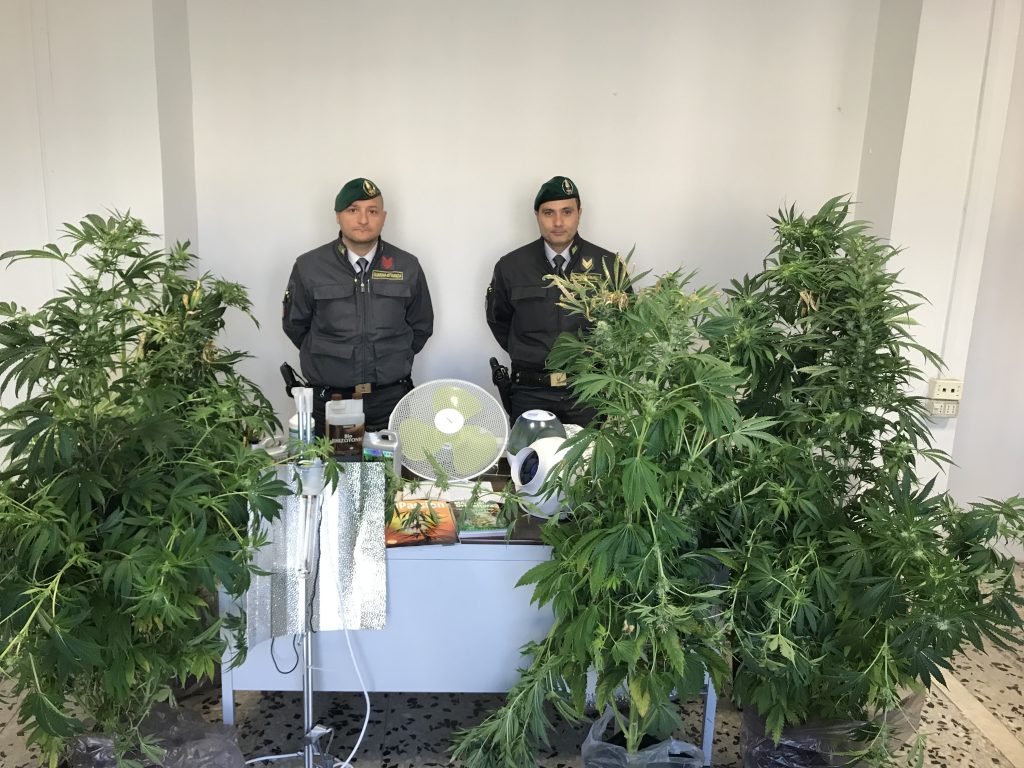 Le piante di marijuana sequestrate ad Ancona