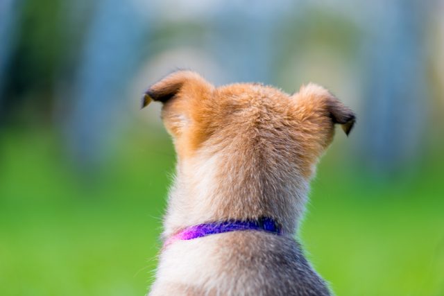 Falconara, cane senza microchip: sanzione di 250 euro al proprietario