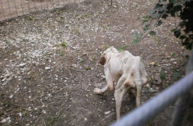 Uno dei cani sequestrati, ridotto pelle ossa