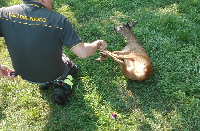 Il capriolo recuperato