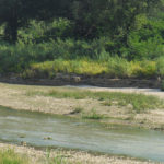 Lo stato degli argini del fiume Misa in zona Bettolelle