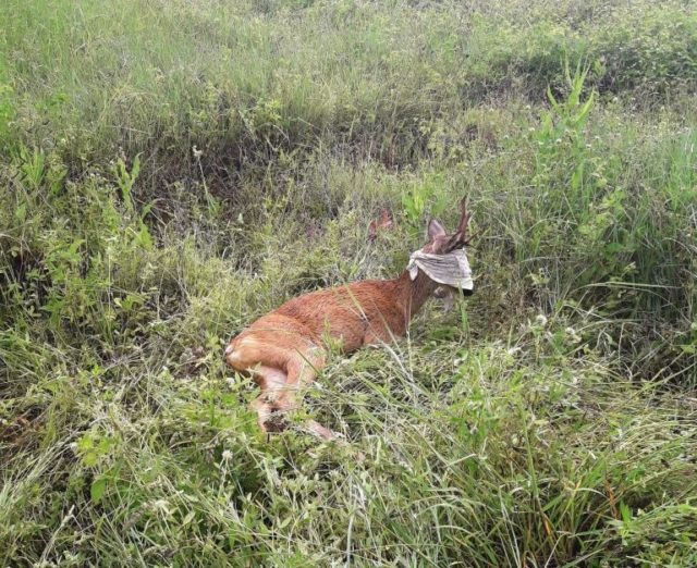 Il capriolo ferito, bendato e adagiato sul prato dopo il recupero dal canale