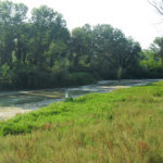 Il fiume Misa in zona Bettolelle: il punto dove sarà ristretto l'alveo per l'innesto delle vasche di espansione