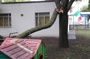 Il ramo crollato vicino ai giochi per bambini della scuola dell'infanzia a Ponte Rio di Trecastelli