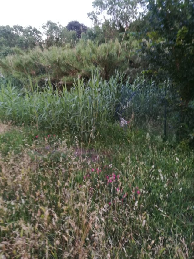 L'erba alta al parco fotografata da Stampella