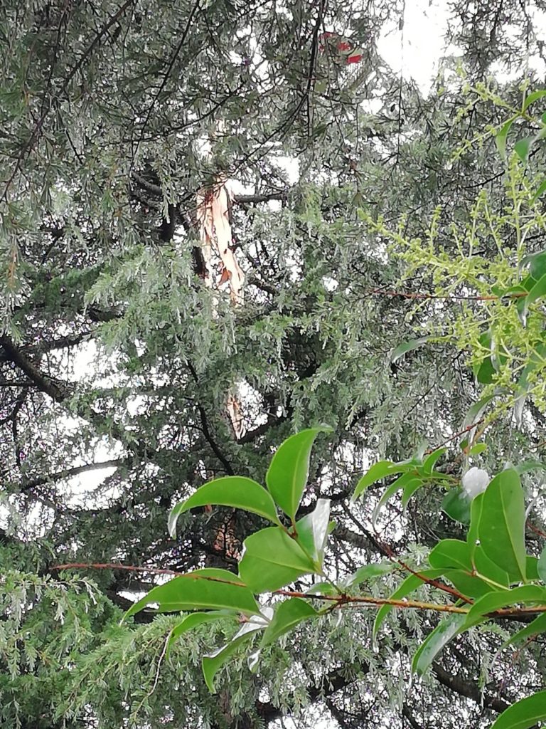 Il pino spaccato dal fulmine in via Sanzio