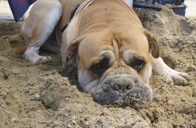 cani in spiaggia