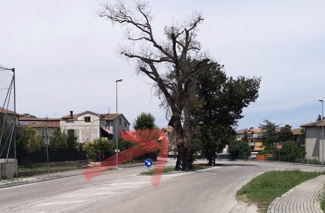 La quercia a Osimo Stazione