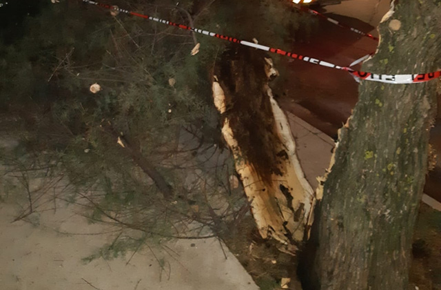 Rami e alberi spezzati dal vento a Senigallia: l'intervento dei Vigili del fuoco
