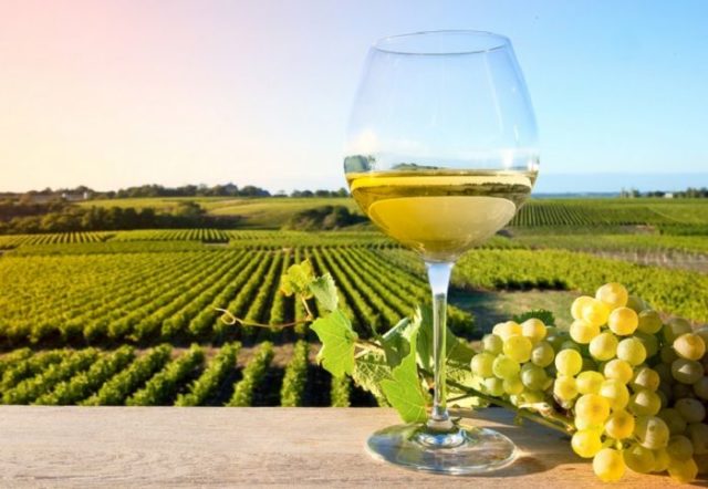 Mineralità, struttura e persistenza: queste le caratteristiche del Verdicchio