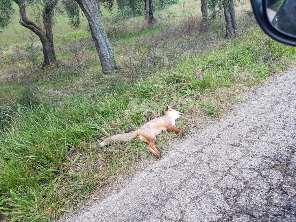 La seconda volpe abbandonata sul ciglio della strada sotto il civico 35 di via San Valentino nella frazione di Santo Stefano (Foto gentilmente concessa da Pamela Infusino)