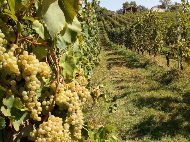 I vigneti marchigiani dell'azienda Sparapani