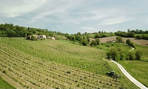 Nel cuore delle Marche, la patria del Verdicchio