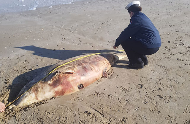 La carcassa di delfino rinvenuta sulla spiaggia di Senigallia