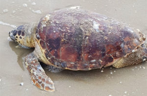 La tartaruga marina rinvenuta sulla spiaggia di Senigallia