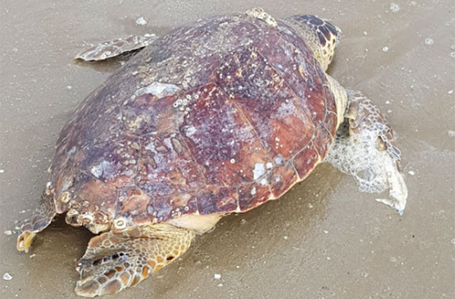 La tartaruga marina rinvenuta sulla spiaggia di Senigallia