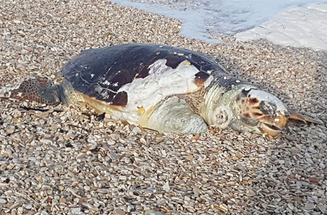 La tartaruga rinvenuta a Marina di Montemarciano