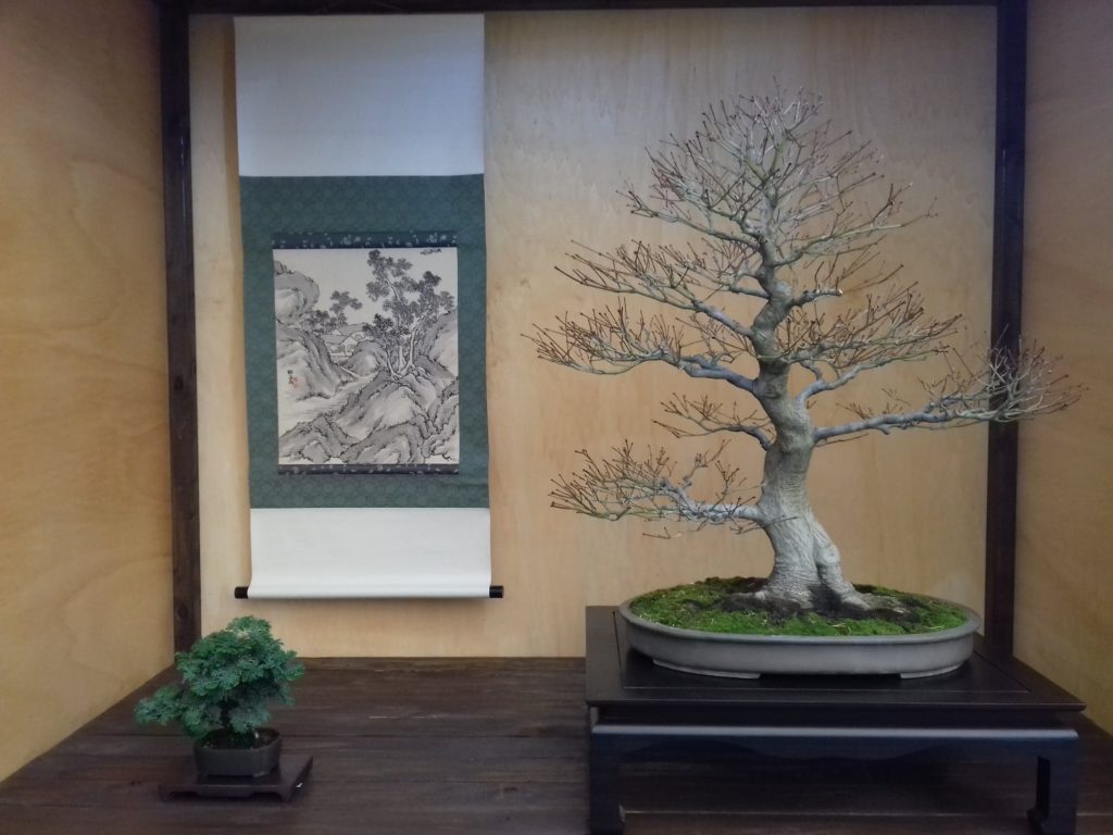 bonsai garden europa jesi