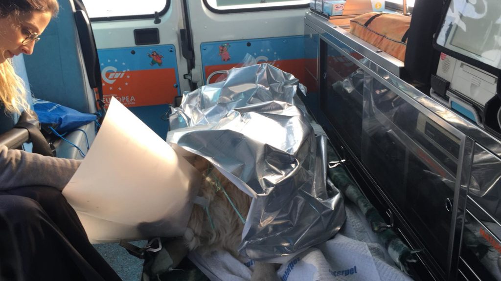 L'aquila durante il trasporto in ambulanza