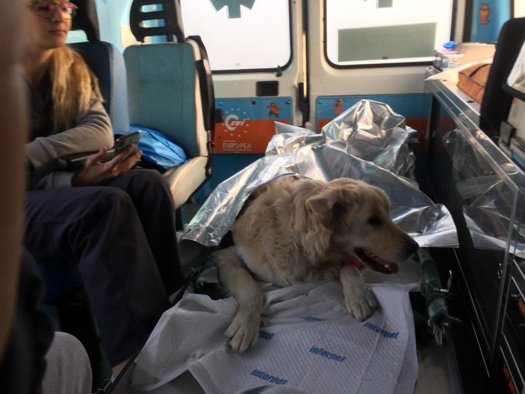 L'aquila durante il trasporto in ambulanza 